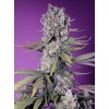 Feminizované semená PAPAYA ZOAP FAST F1 od SWEET SEEDS - tropický hybrid s papájovou arómou. Nájdete na Vaporama.sk.