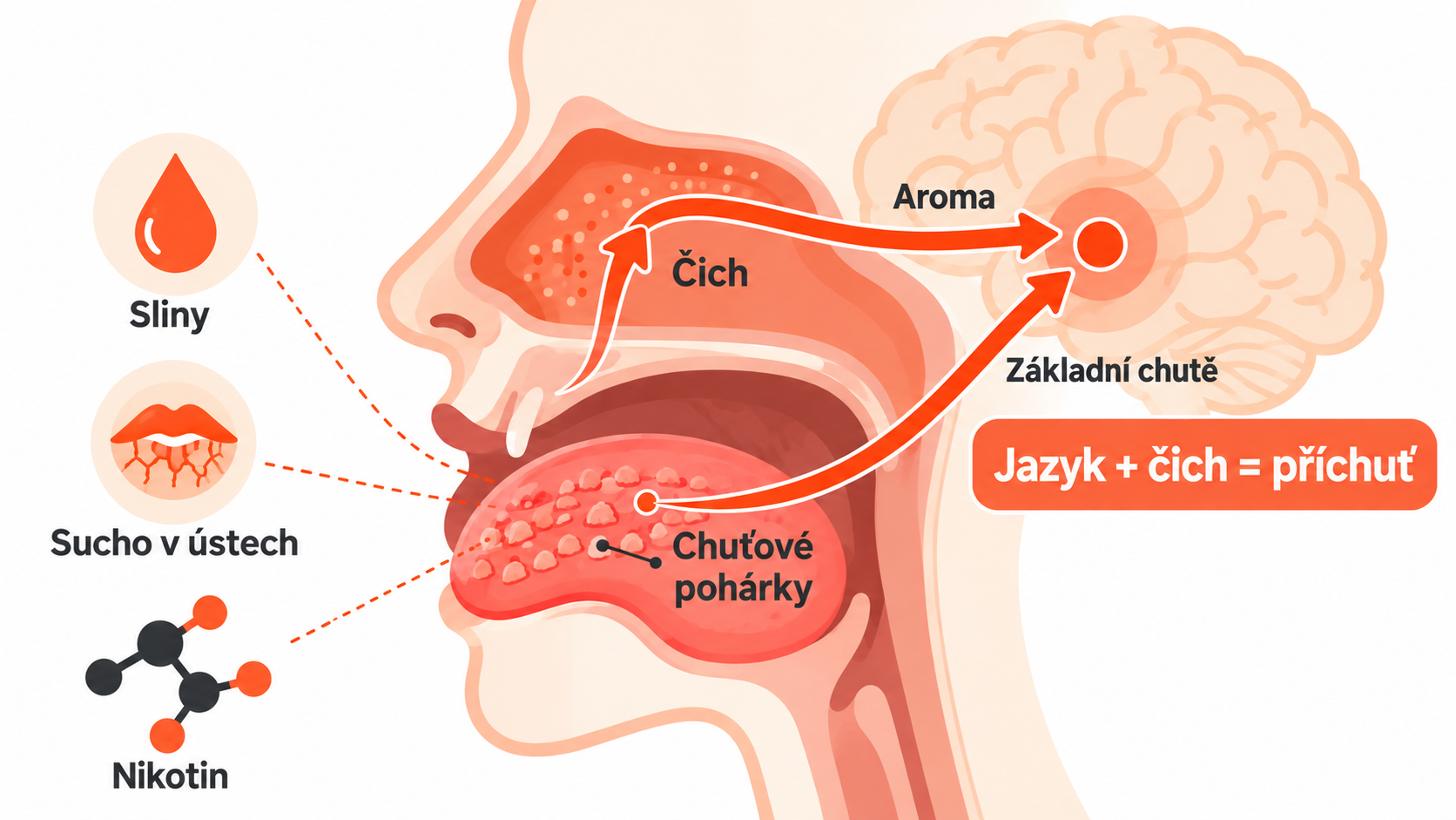 Schéma, jak vzniká vaper's tongue: chuťové receptory na jazyku, čich v nose a vliv sucha v ústech