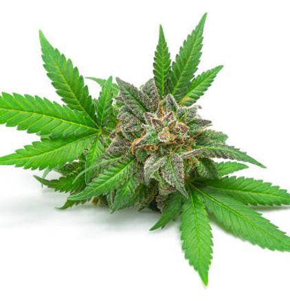 Konopí seté - Cannabis sativa L.