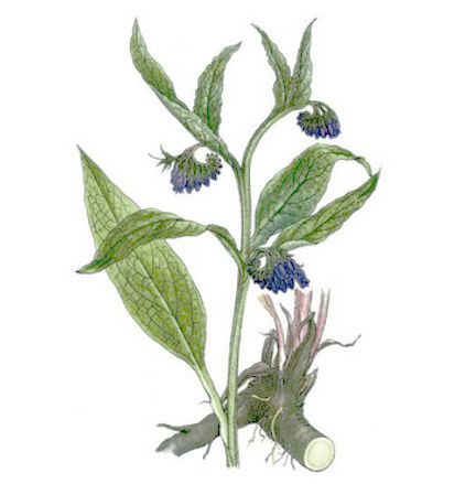 Kostival lékařský