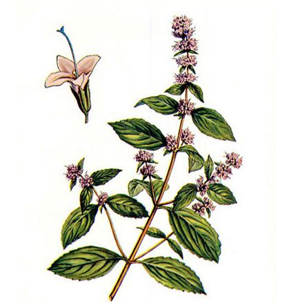 Máta peprná (Mentha piperita)