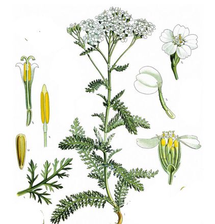 Řebříček obecný