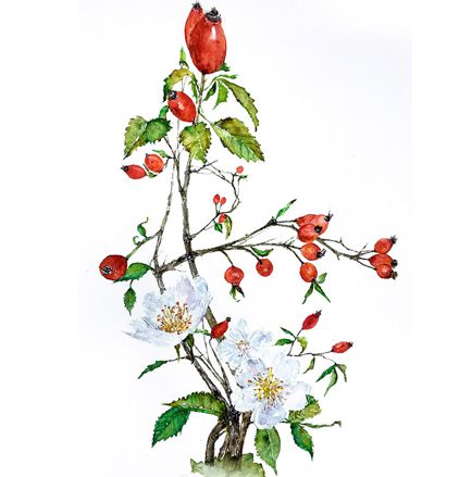 Šípek - růže šípková