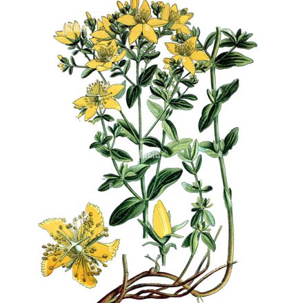 Třezalka tečkovaná