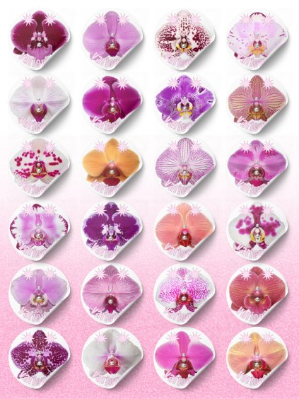 ORCHIDEY