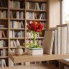 STARFLOWER PEONY
