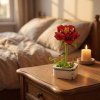 STARFLOWER PEONY