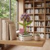 STARFLOWER HYACINTH