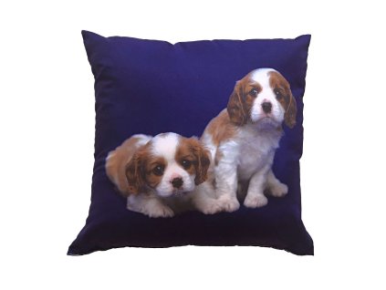 Fotopolstarek pro deti Dva bezovohnedi psi Dadka Vracov