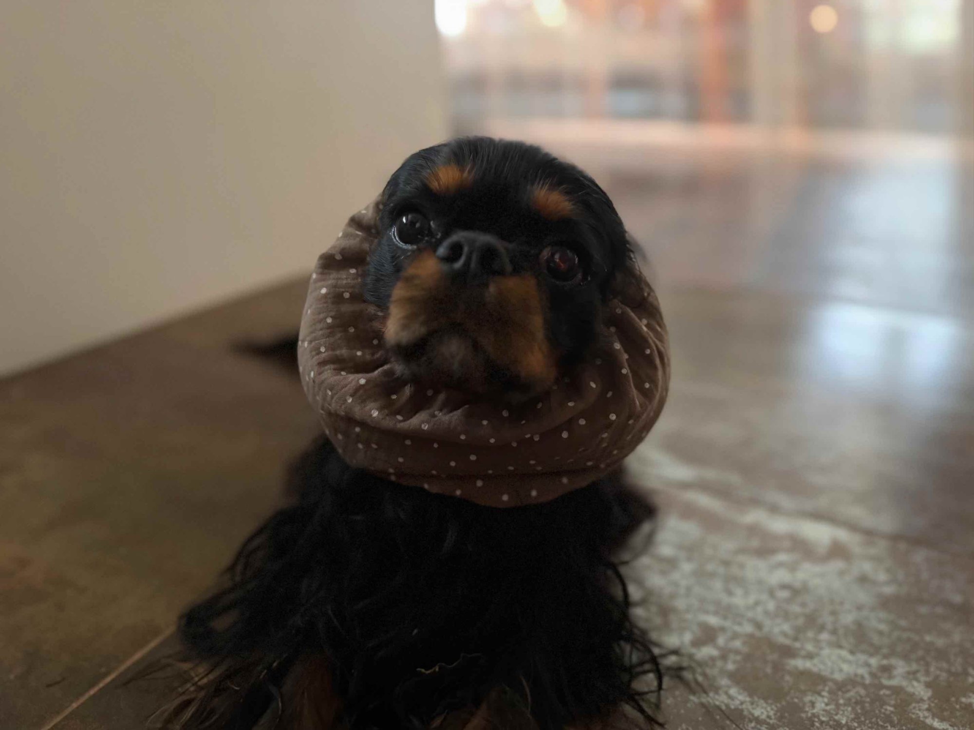Snood - návleky na uši pro psy