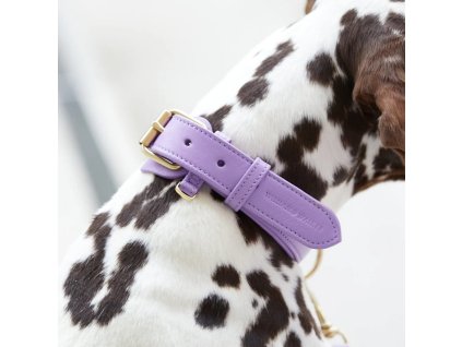 50 8 50 8 plain collar lavender mood sideview