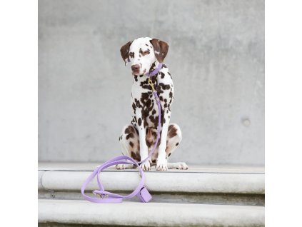 71 4 71 4 plain leash lavender mood set 3