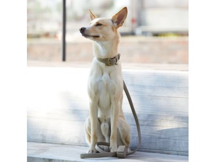 74 2 74 2 plain leash sand mood 1