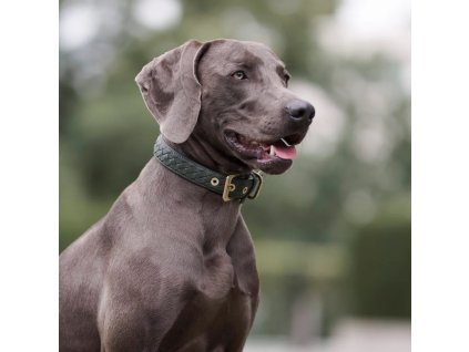 80 8 80 8 prestige collar forest mood 3
