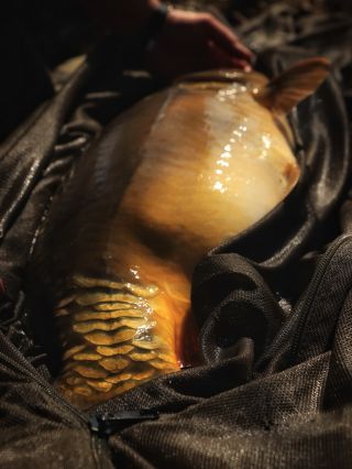 Luky vyrazil na krátkou nočku⏱️Trvalo to chvilku a povedl se mu tento nádherný lysec!👌Opět v tom měl prsty náš Phantom‼️😎...