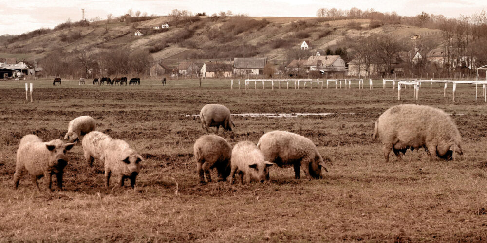 Zajímá Vás kvalita a vyjímečnost masa z plemene mangalica? Odpověď naleznete zde!