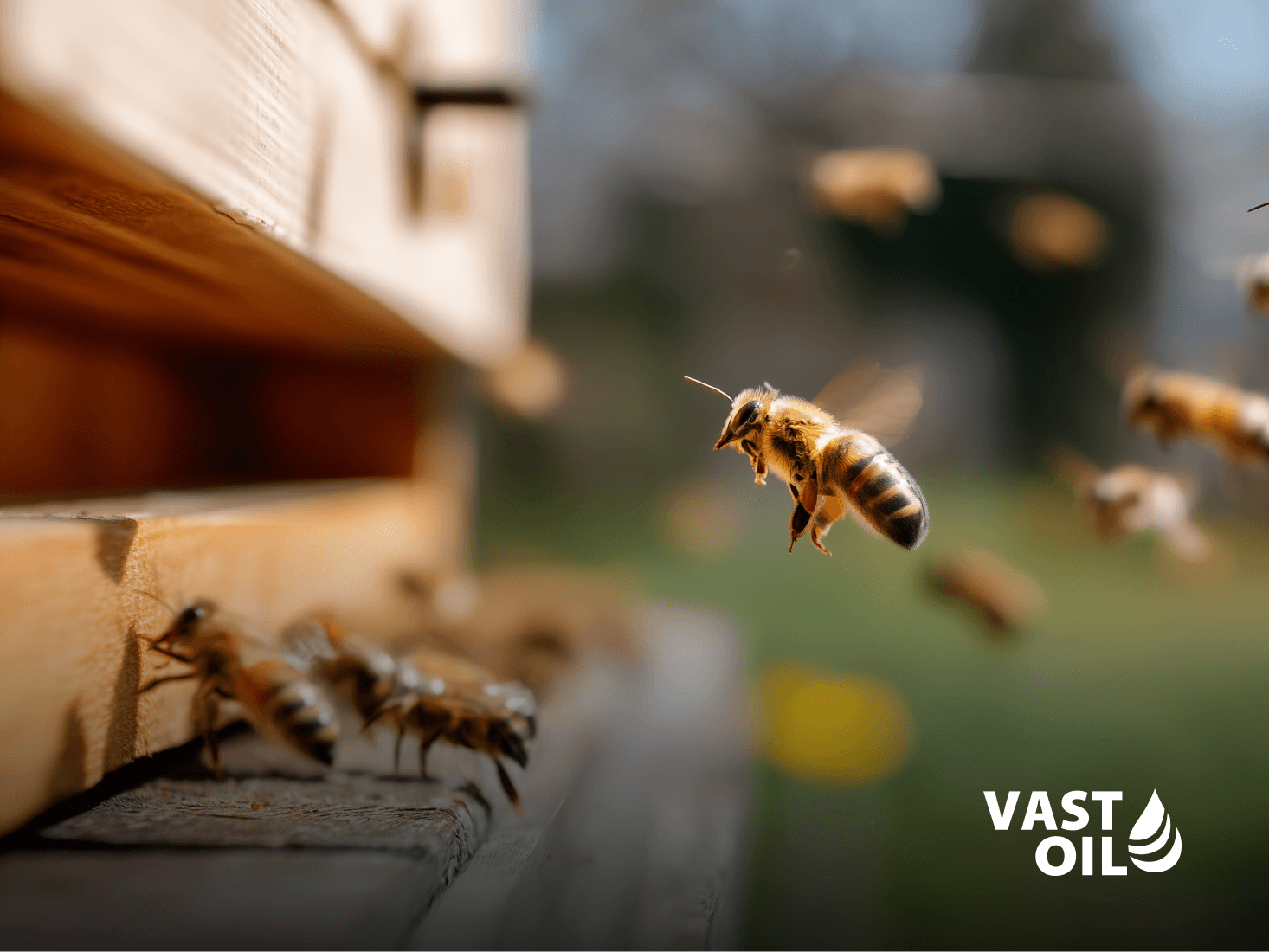 Jak krmit včely po medobraní: kdy začít, kolik zásob doplnit a jaké krmítko zvolit?