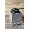 Betonový květináč se sukulentem