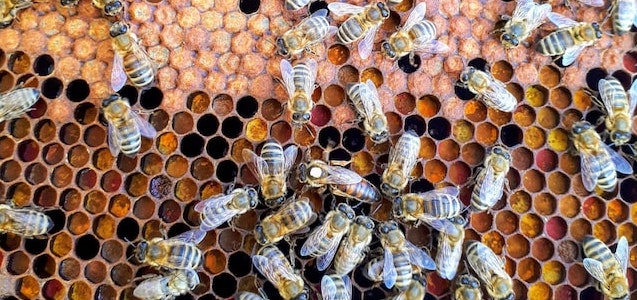 Začátek včelařského roku