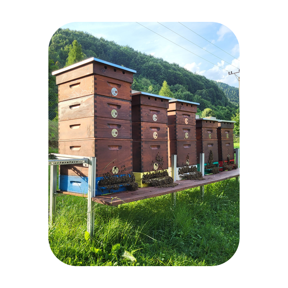 Adopcia včelieho úľa