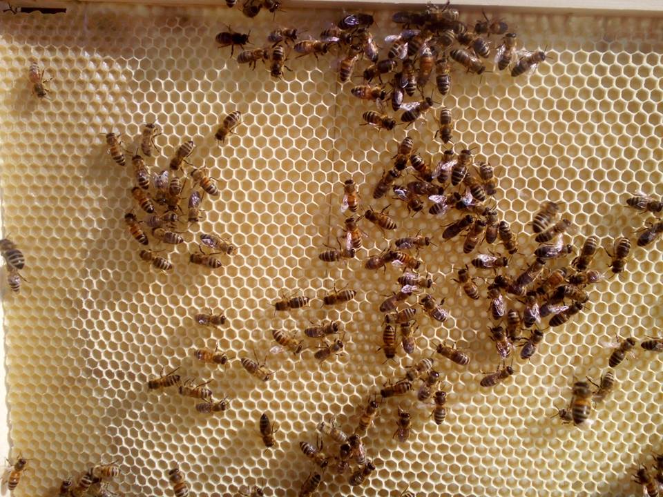Jak včely staví? 