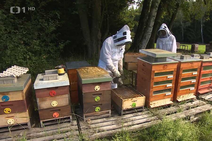 Události v regionech na České televizi, 24. 7. 2024: Termosoláry chrání…