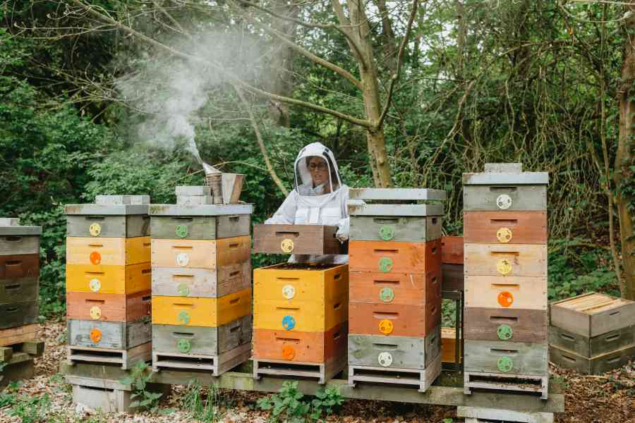 Venkov & styl, 07/2024: článek VČELSTVO: sehrané společenství