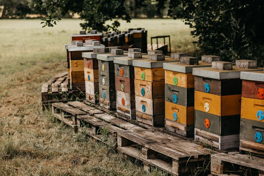 Úly našeho Včelařství Medovina