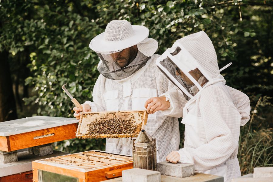 Máte dostatek medu na podzim?