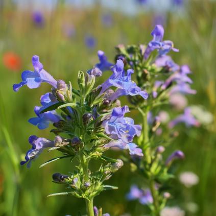 Včelník moldavský web