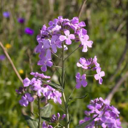 Večernice vonná web