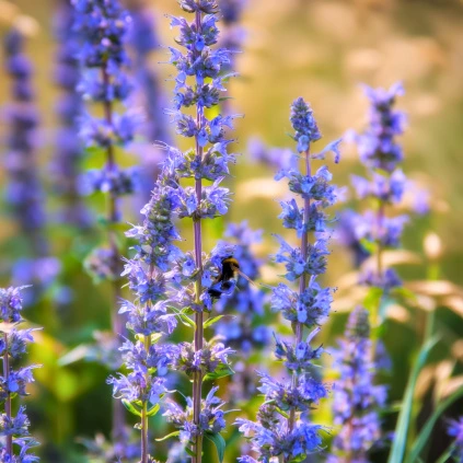 Yzop lékařský web