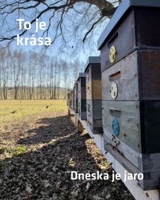 Dneska je jaro 🐝 Pošlete fotku jak u Vás 😊 #vcelarstvidomovina