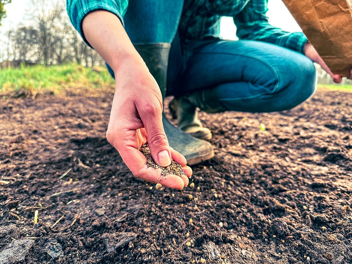 Sejeme lúčne kvety a chránime včely I. Návod na výsev na lúke