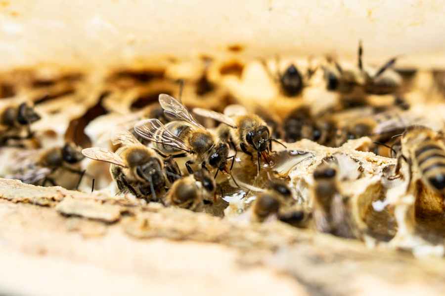 Marianne, 09/2024: článok Šťastné včelie rozhodnutie