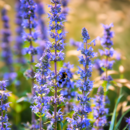 Yzop lékařský web