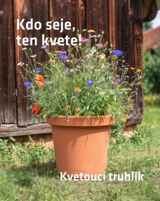 Kdo seje, ten kvete. 🌼🐝 A s ním i balkon, terasa, parapet… a hlavně svět kolem nás. Pomoci včelám totiž nemusí být nic...