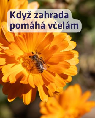 Napsali o nás na Bydlení.cz. 🐝🌼 A ne o medu. Ale o něčem, co je ještě před ním. O květinách. V článku jsme mluvili o jedné...