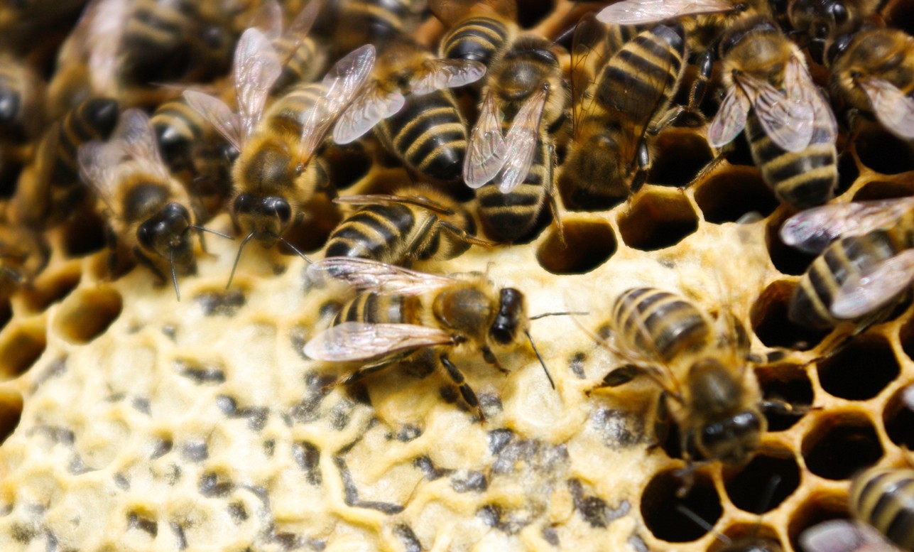 Jak správně skladovat med, aby si zachoval kvalitu