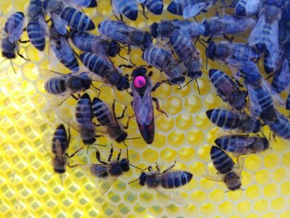 Včelí smetenec s kladoucí matkou F1 na jakoukoliv rámkovou míru 2 Kg