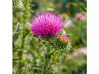 ostropestřec mariánský osivo květ