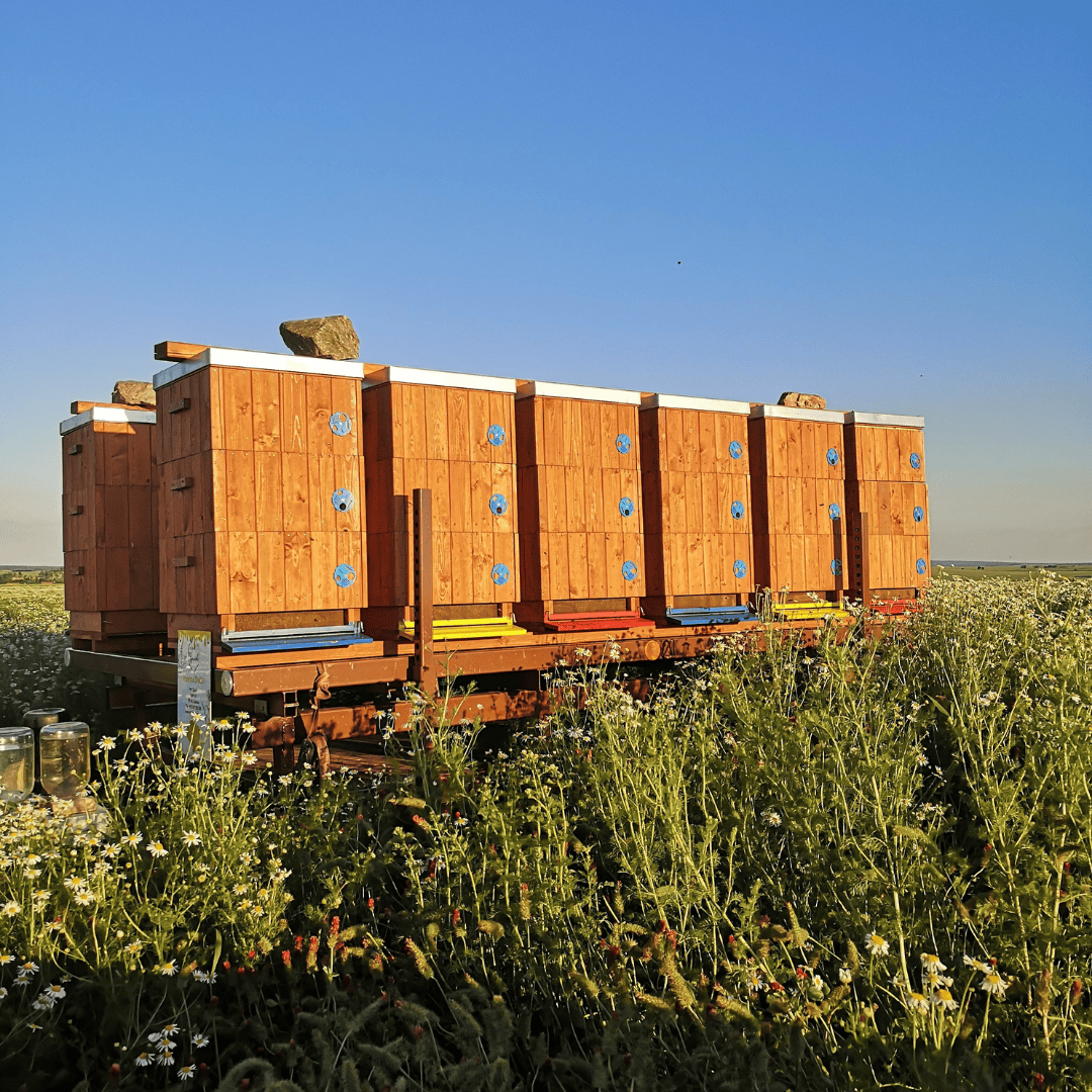 Kočování včelstev k medonosným rostlinám