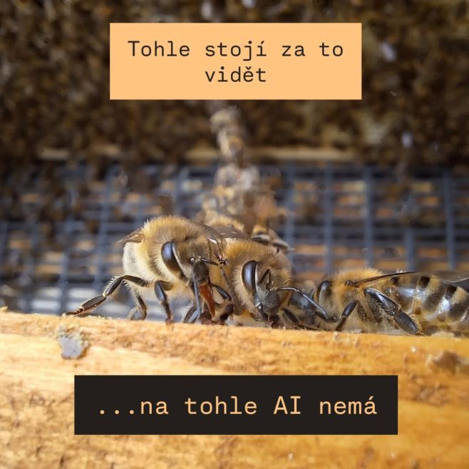 Jedna z dovedností včely, nad kterou se opravdu chytíte za srdce. Včelky si vytvoří živý řetěz a předávají si šupinky...
