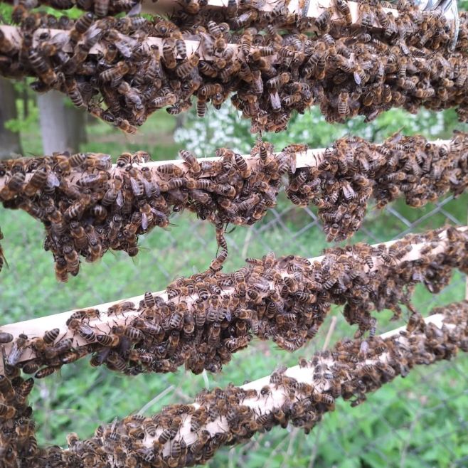 Doslova MATEŘSKÁ školka ❤️❤️❤️ Přelarvováni a odchov nových matek #vcelareni #vcelar #vcely #beekeeper #beekeeping