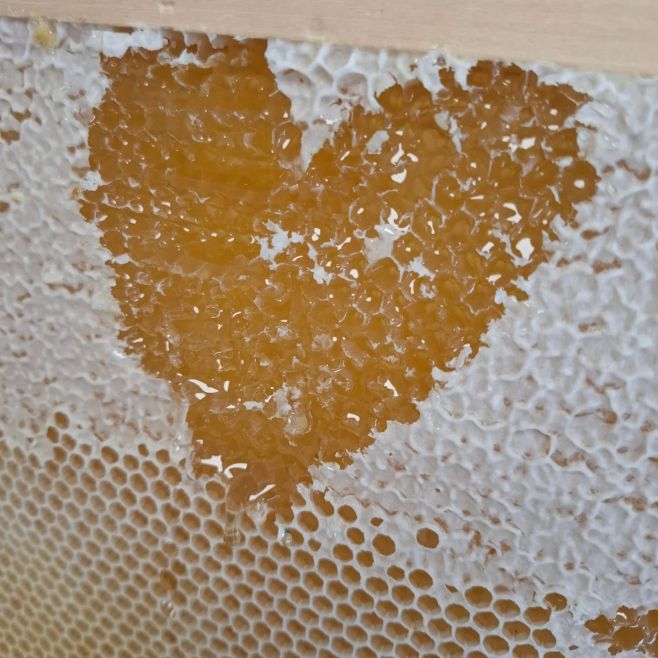 MEDOBRANÍ 2026 oficiálně zahájeno a zatím jen střípky....jako je moc práce no 🤣🐝 #medobrani #med #vcelareni...