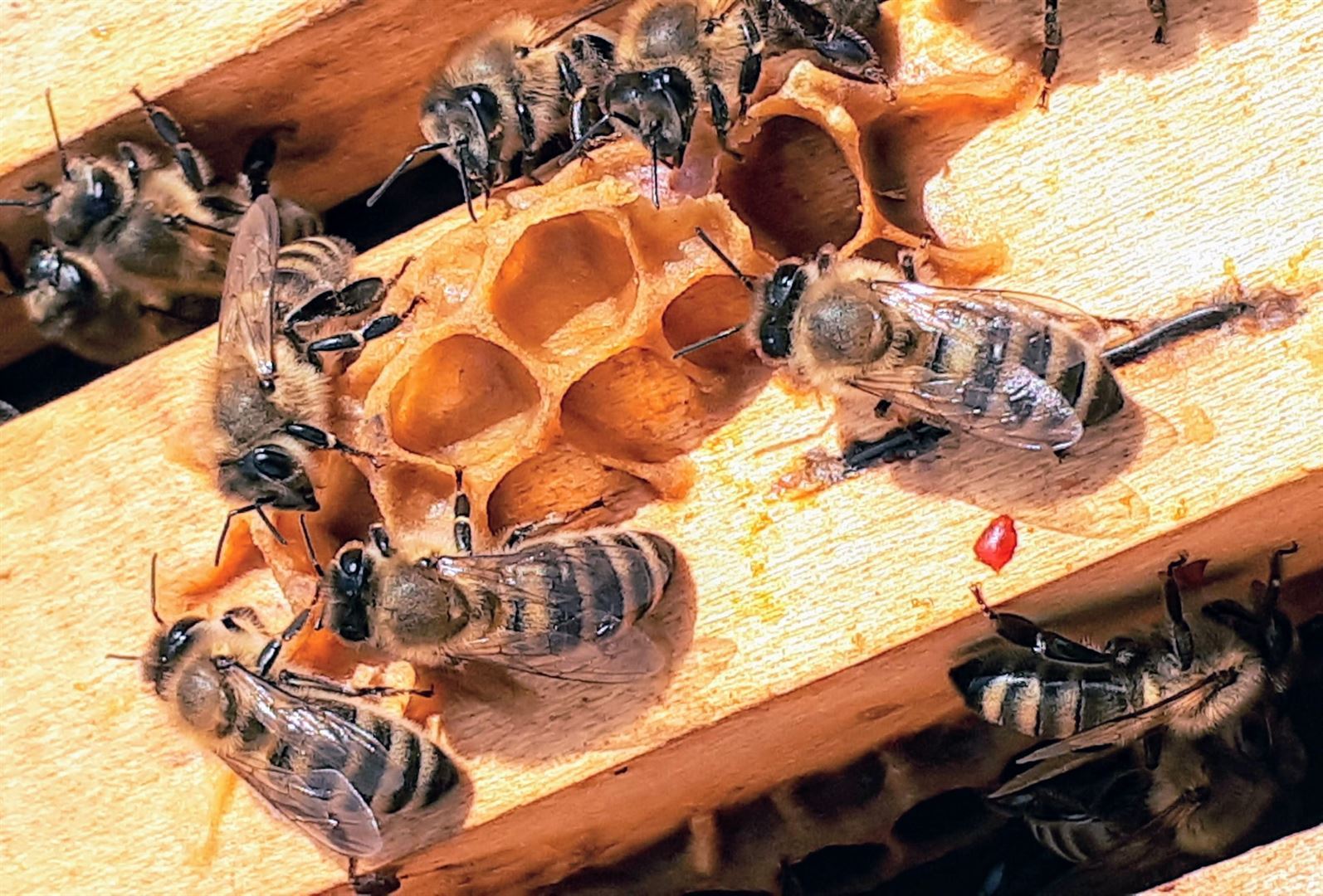 photo-1573500850819-a68f2ae1bf67.1