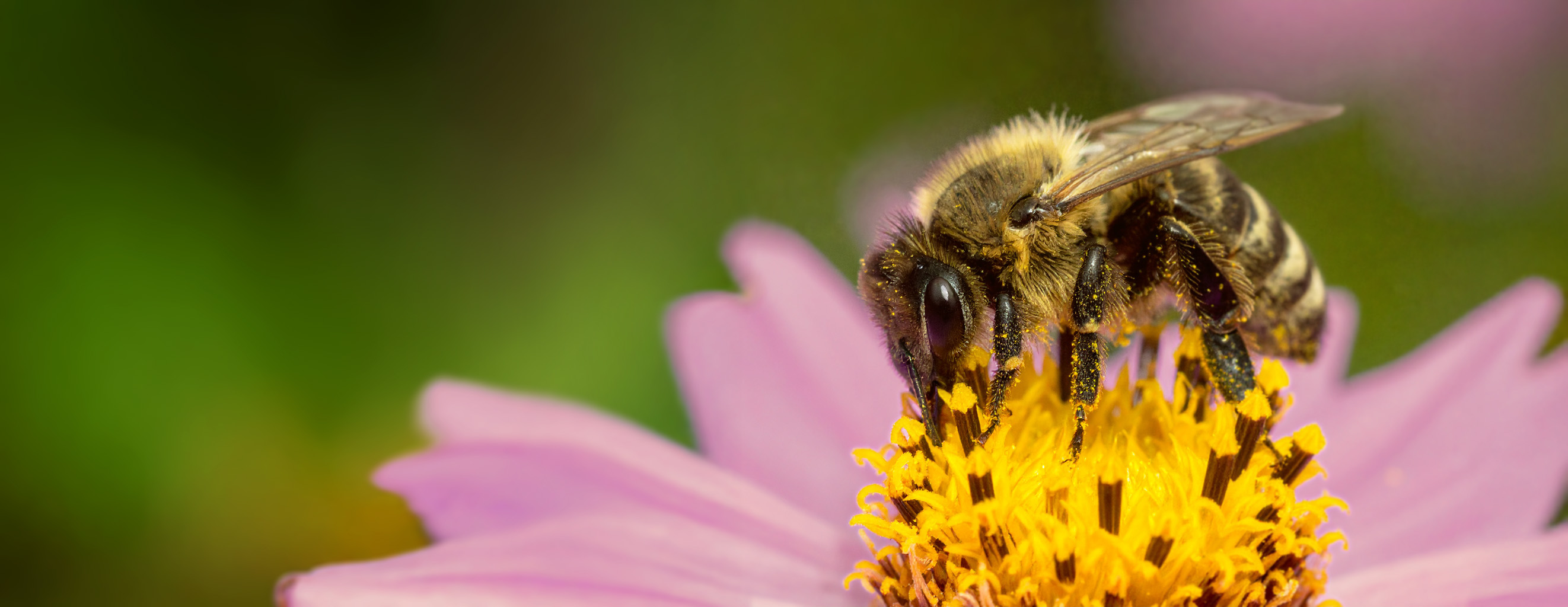 Krmení a léčení včel