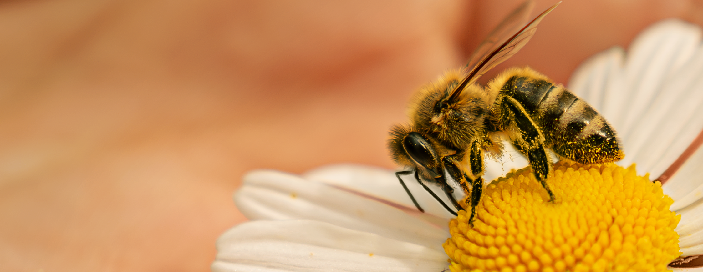 Krmení a léčení včel