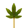 lizatko marihuana bez thc
