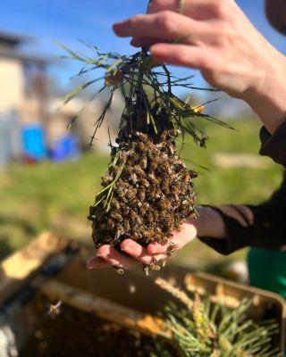 Poznáváte je někdo? 🐝 U nás ve Včelíno na stromě přistál roj, sami jsme nevěřili svým očím. Majitel neznámý, včely v...